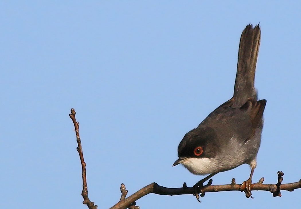 Sardinian Warbler