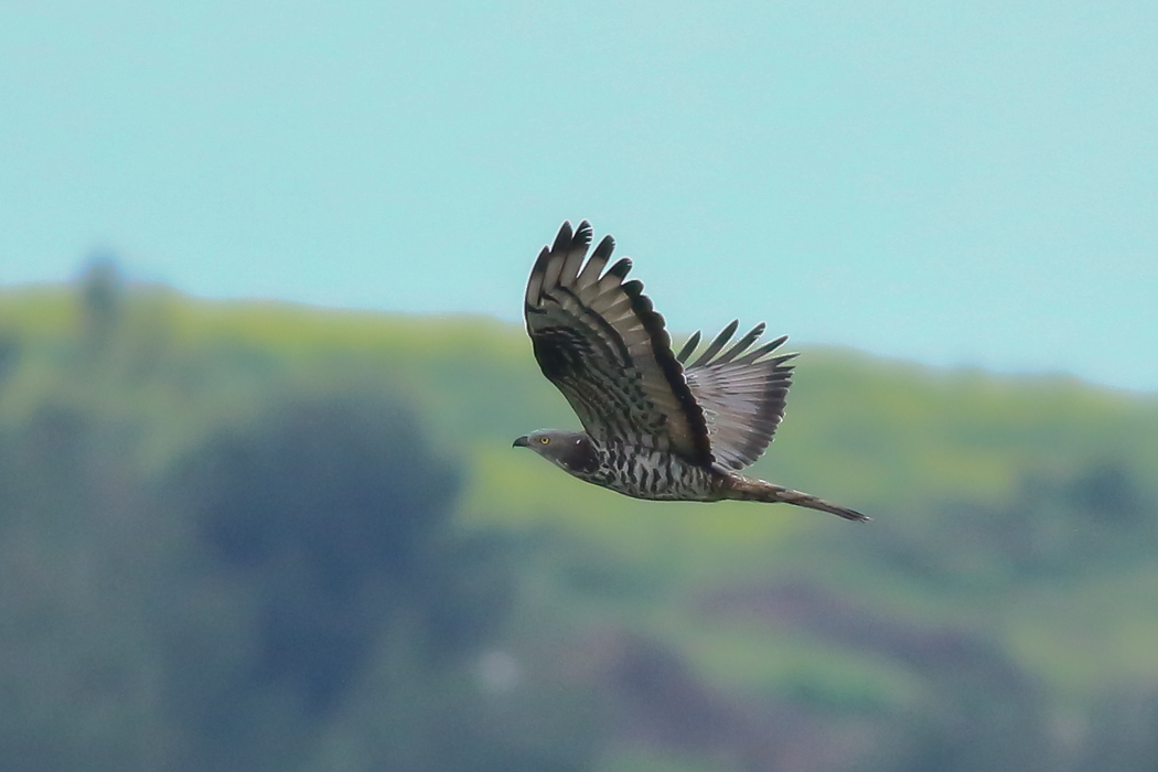 European Honey Buzzard