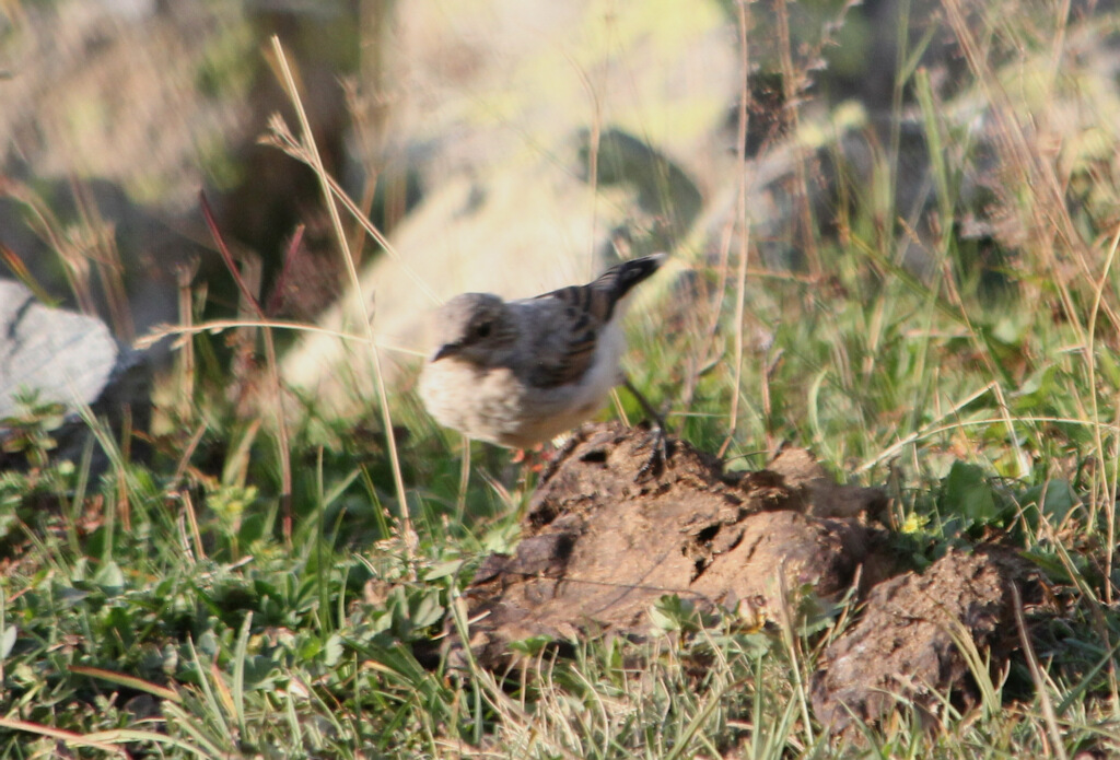 Northern Wheatear