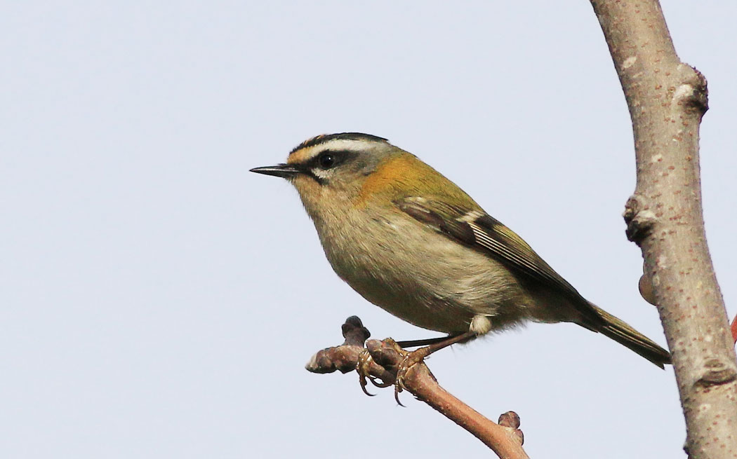 Common Firecrest