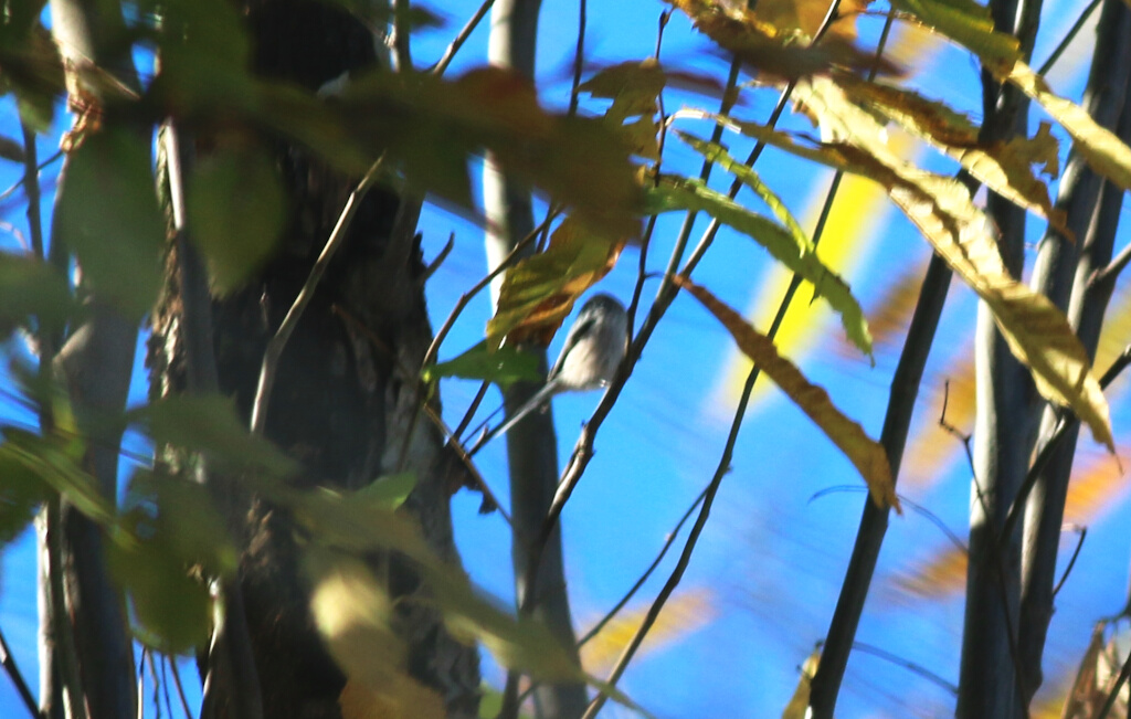 Long-tailed Tit