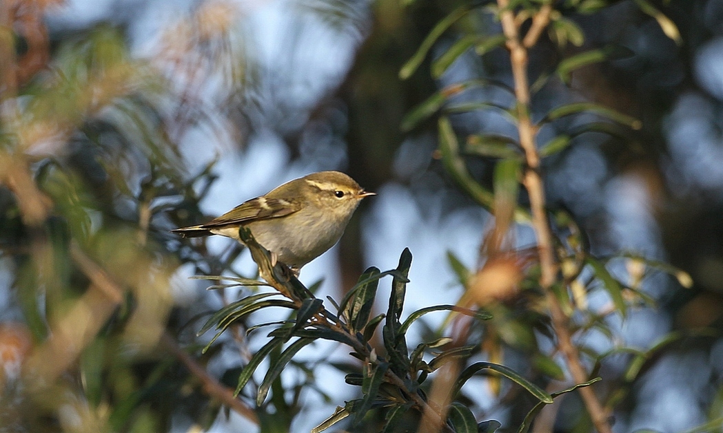 Yellow-browed Warbler