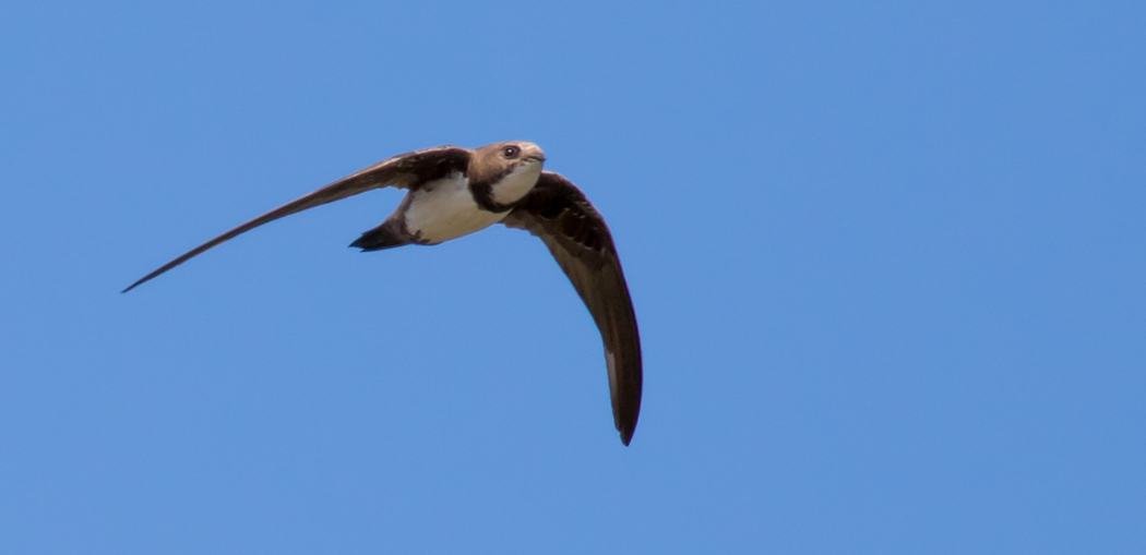 Alpine Swift
