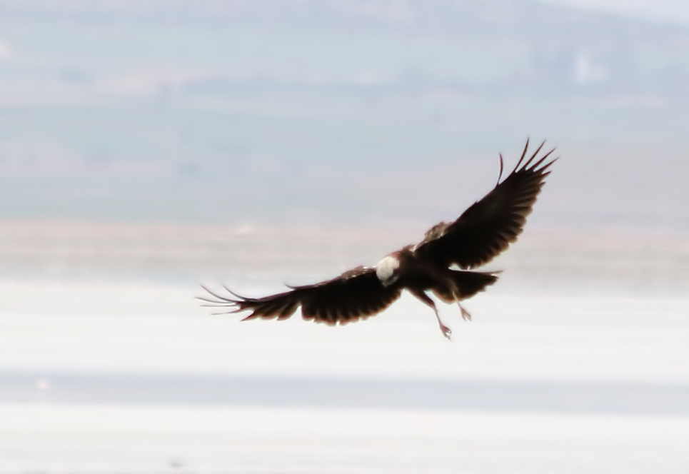 Western Marsh Harrier