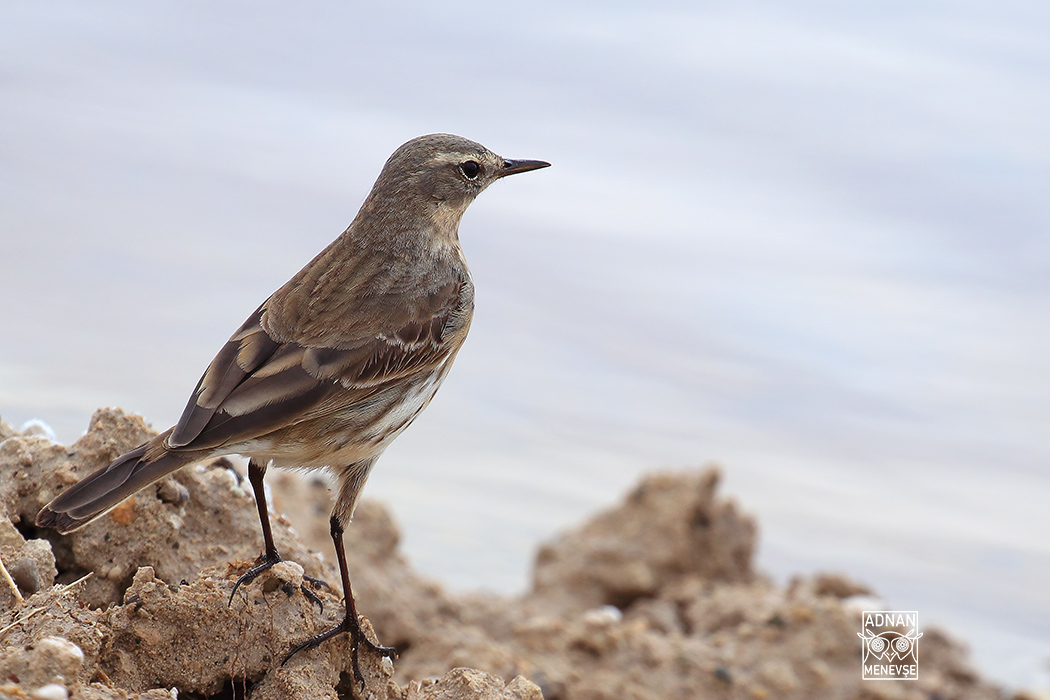 Water Pipit