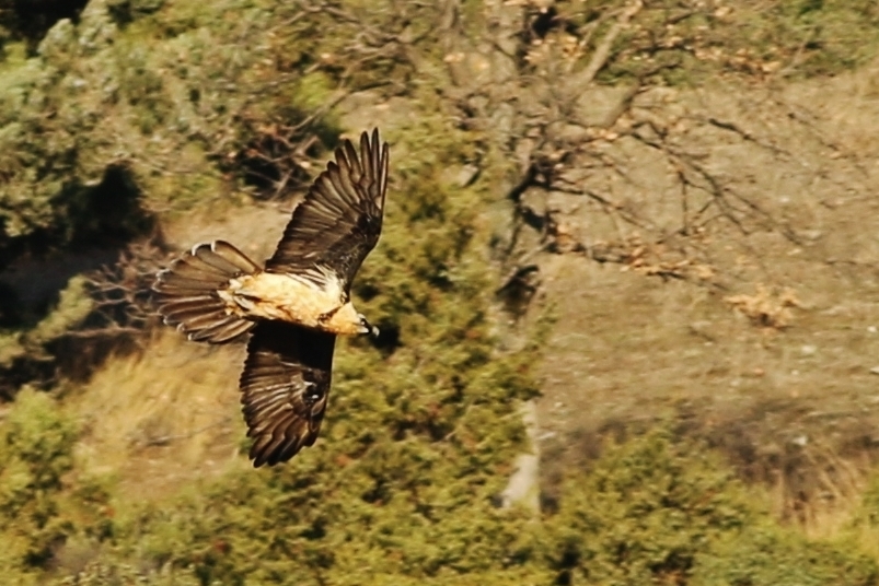 Bearded Vulture