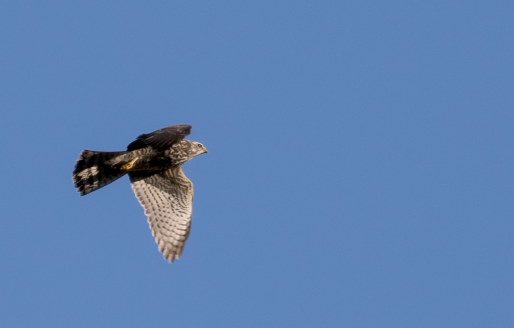 Levant Sparrowhawk