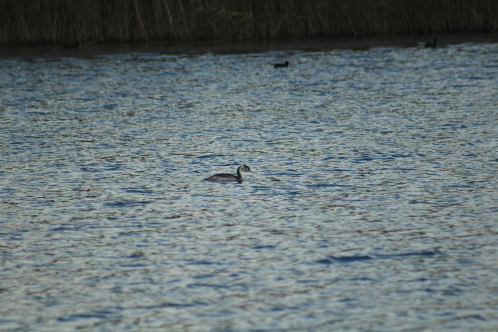Great Crested Grebe