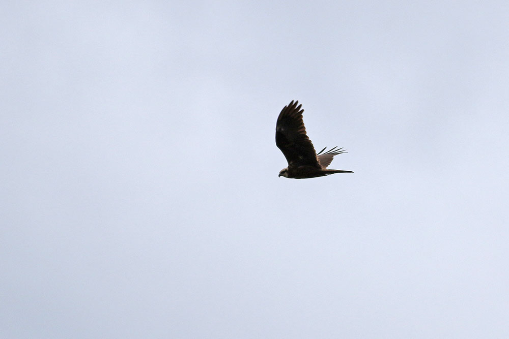 Western Marsh Harrier