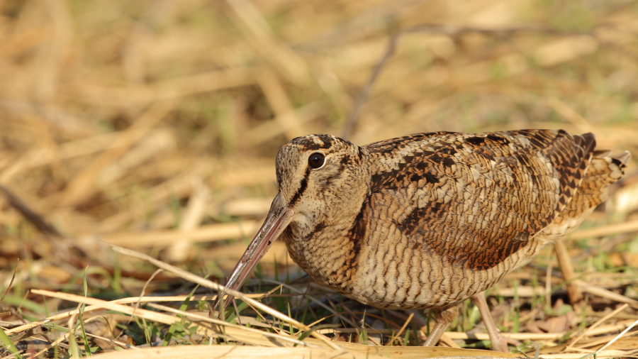 Eurasian Woodcock