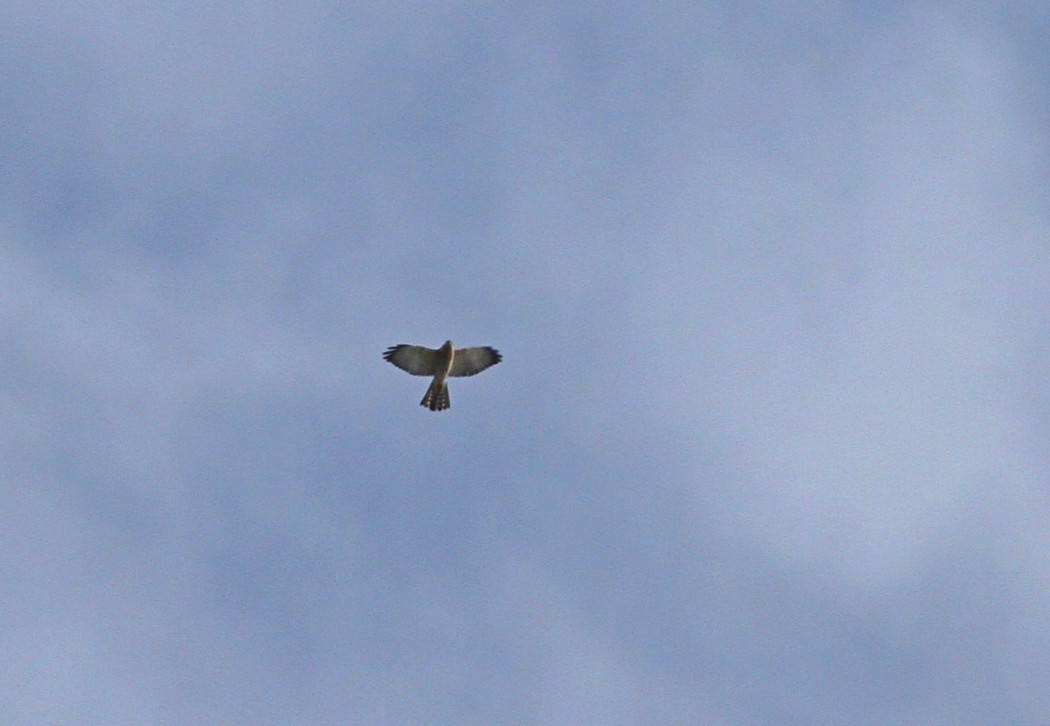 Levant Sparrowhawk