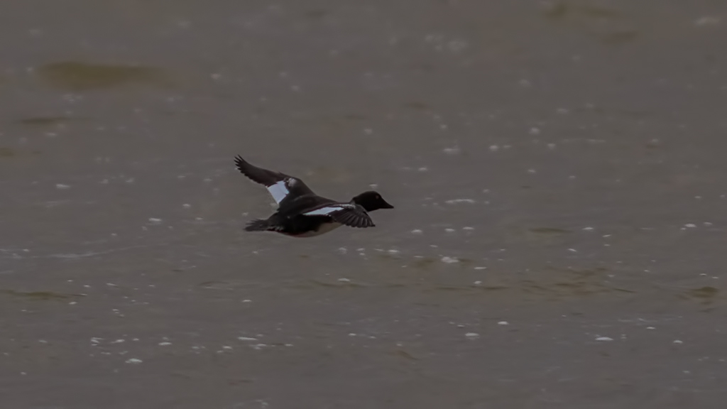 Common Goldeneye