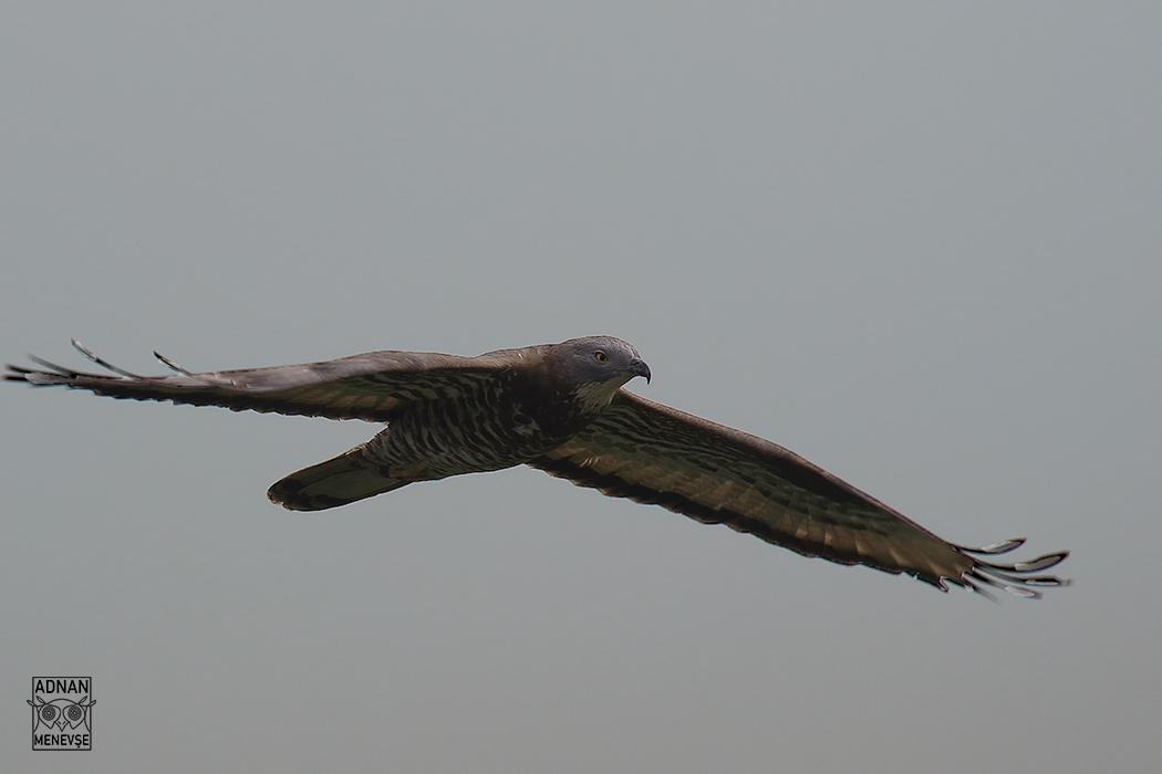 European Honey Buzzard