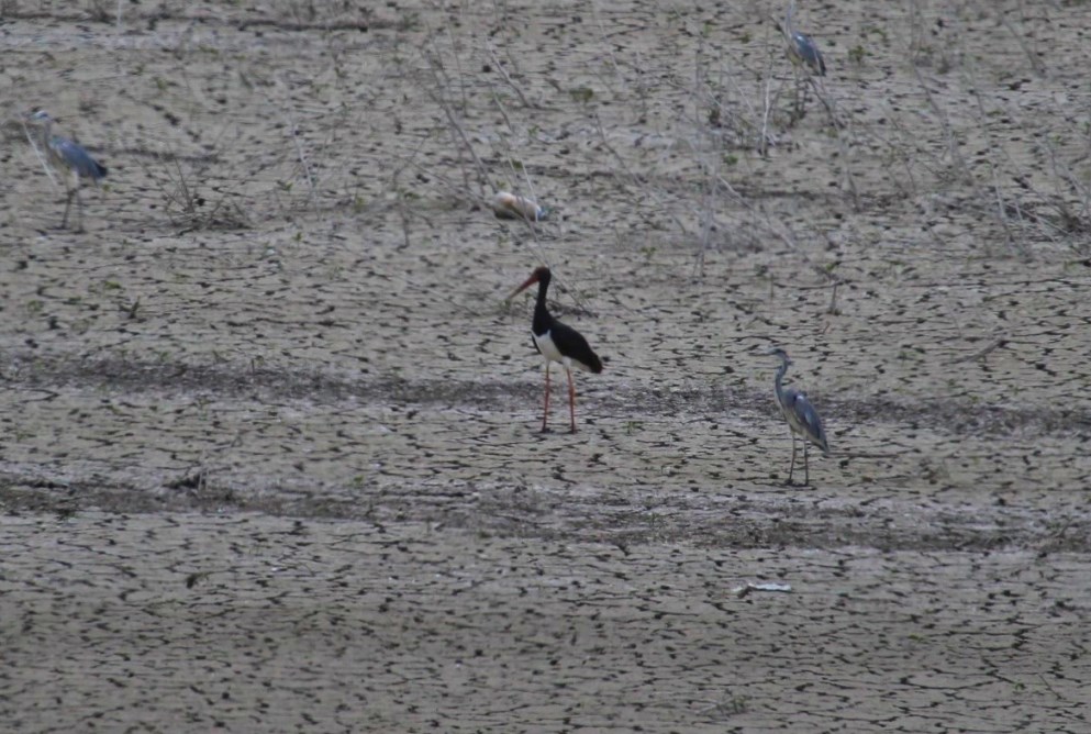 Black Stork