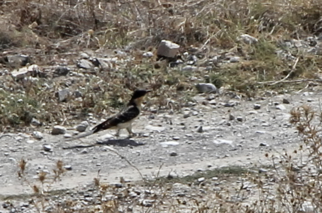 Great Spotted Cuckoo