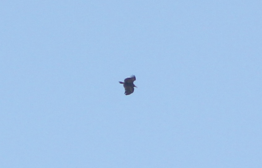 Griffon Vulture