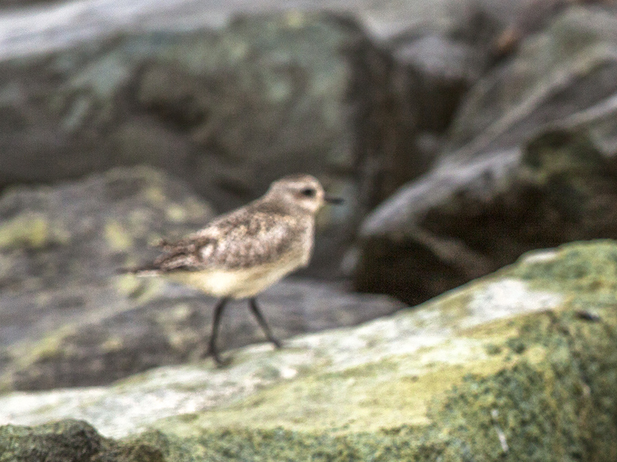 Grey Plover