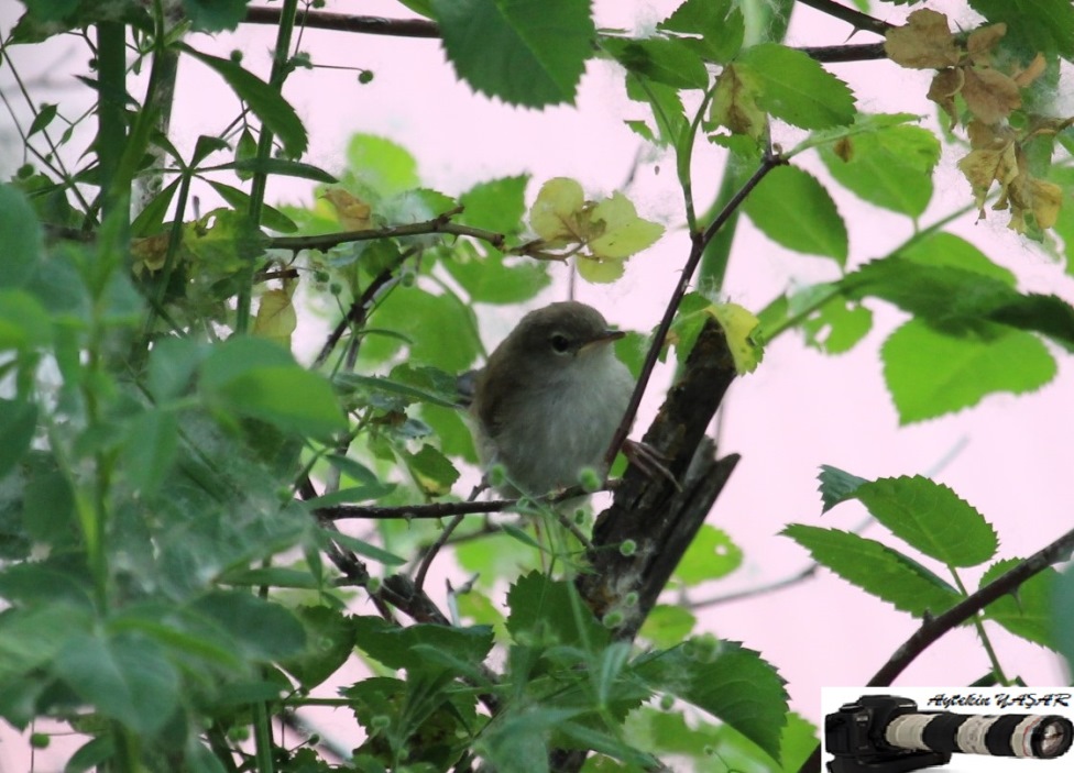 Common Nightingale
