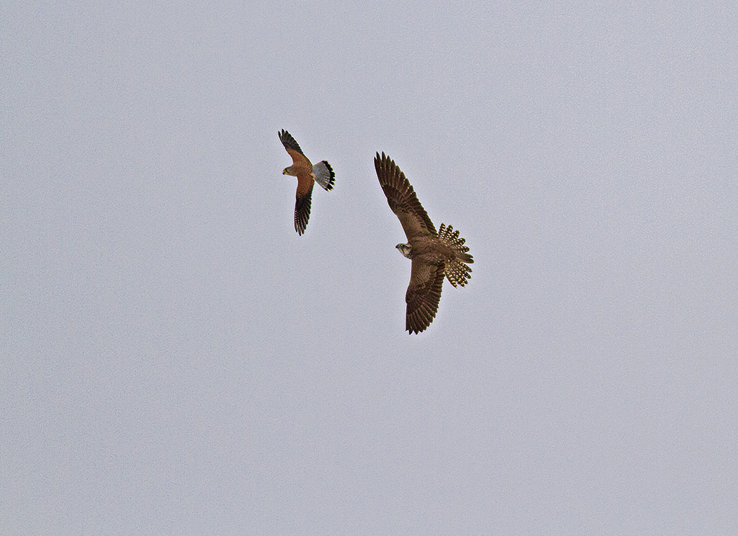 Saker Falcon