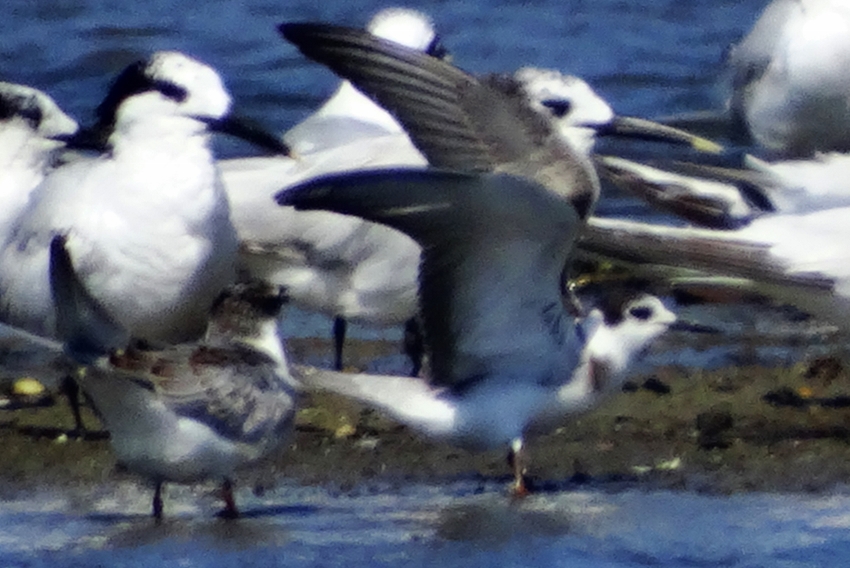 Black Tern