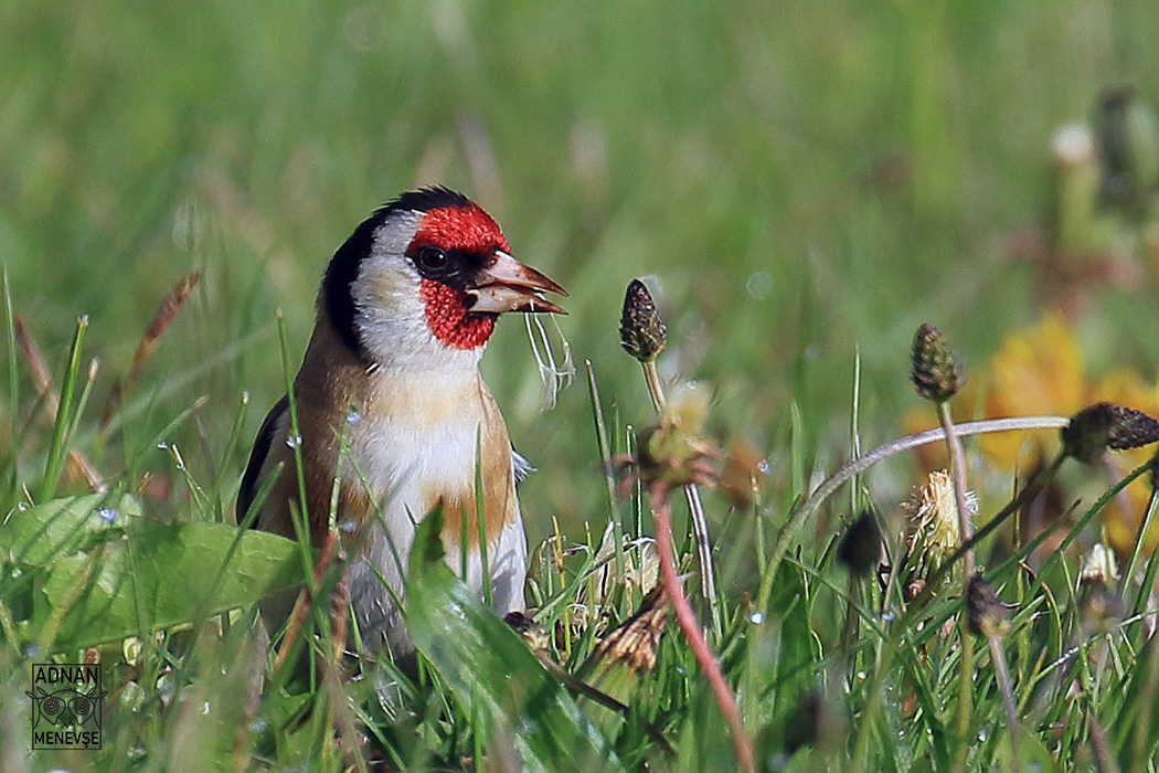 European Goldfinch