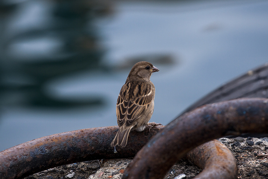 House Sparrow