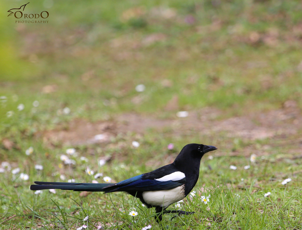Eurasian Magpie