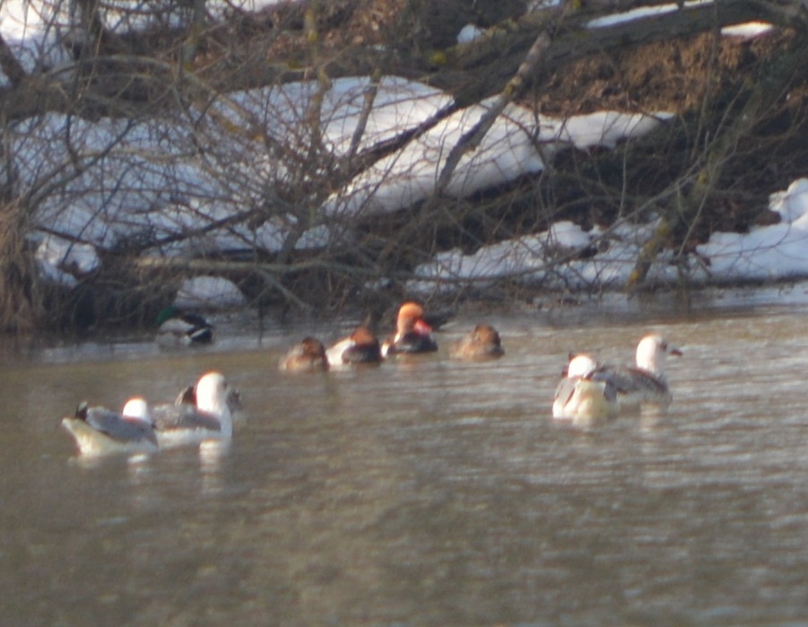 Red-crested Pochard