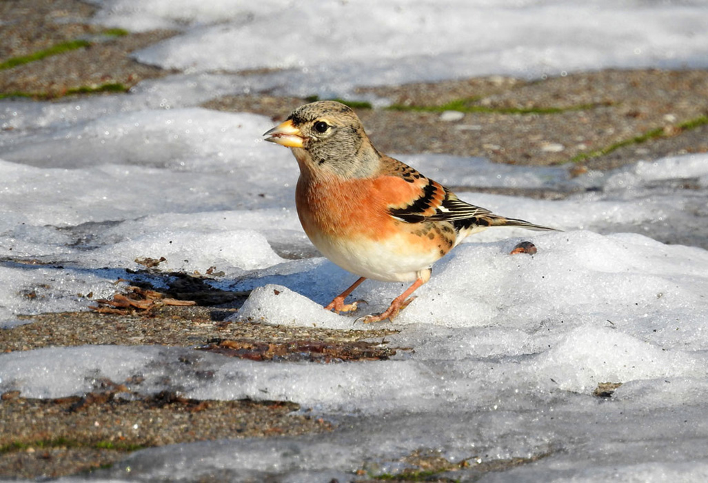 Brambling