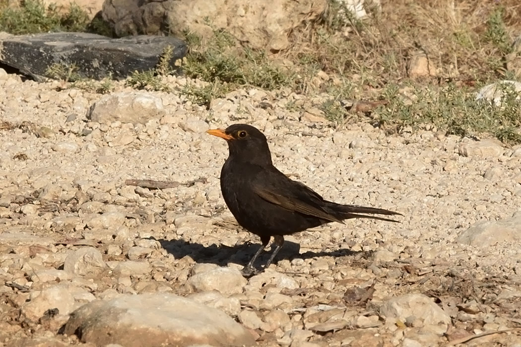 Common Blackbird