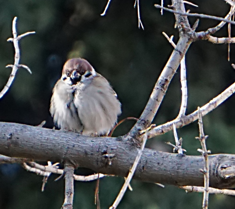 Eurasian Tree Sparrow