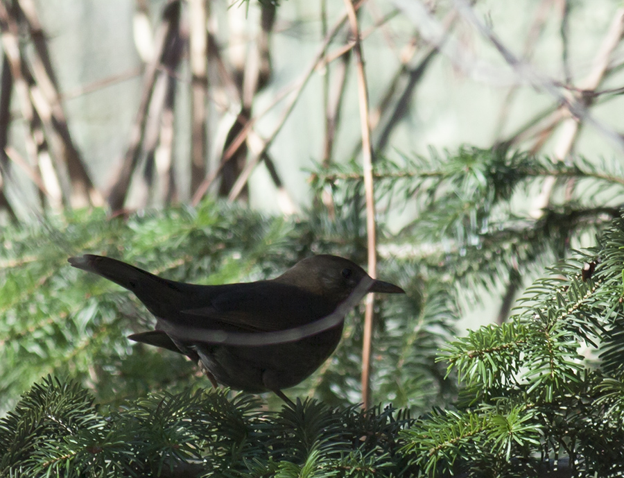 Common Blackbird