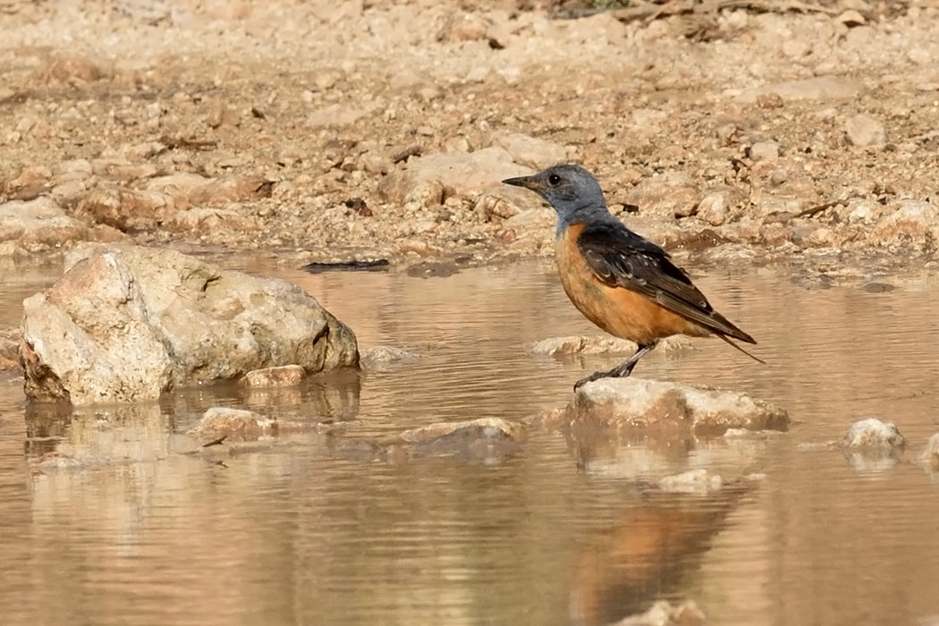 Common Rock Thrush