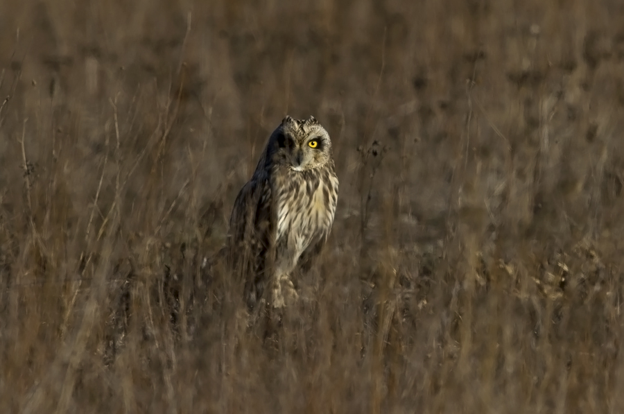 Short-eared Owl