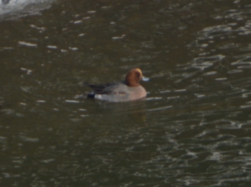 Eurasian Wigeon