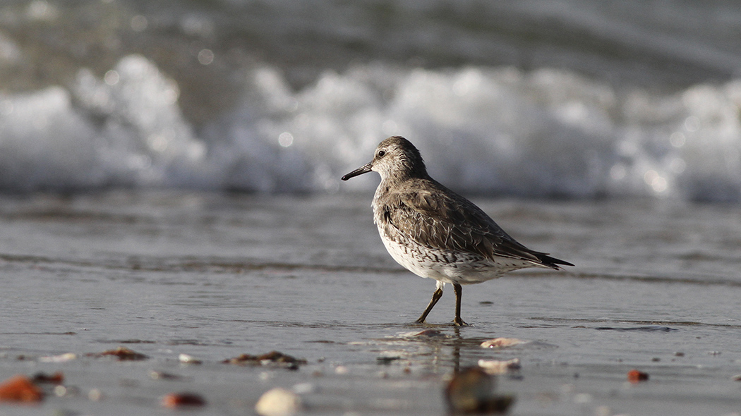 Red Knot