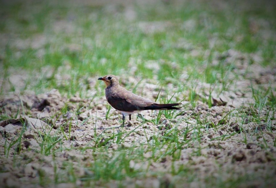 Collared Pratincole