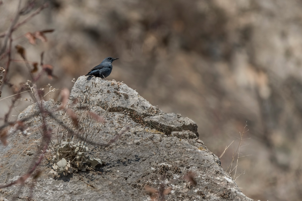 Blue Rock Thrush