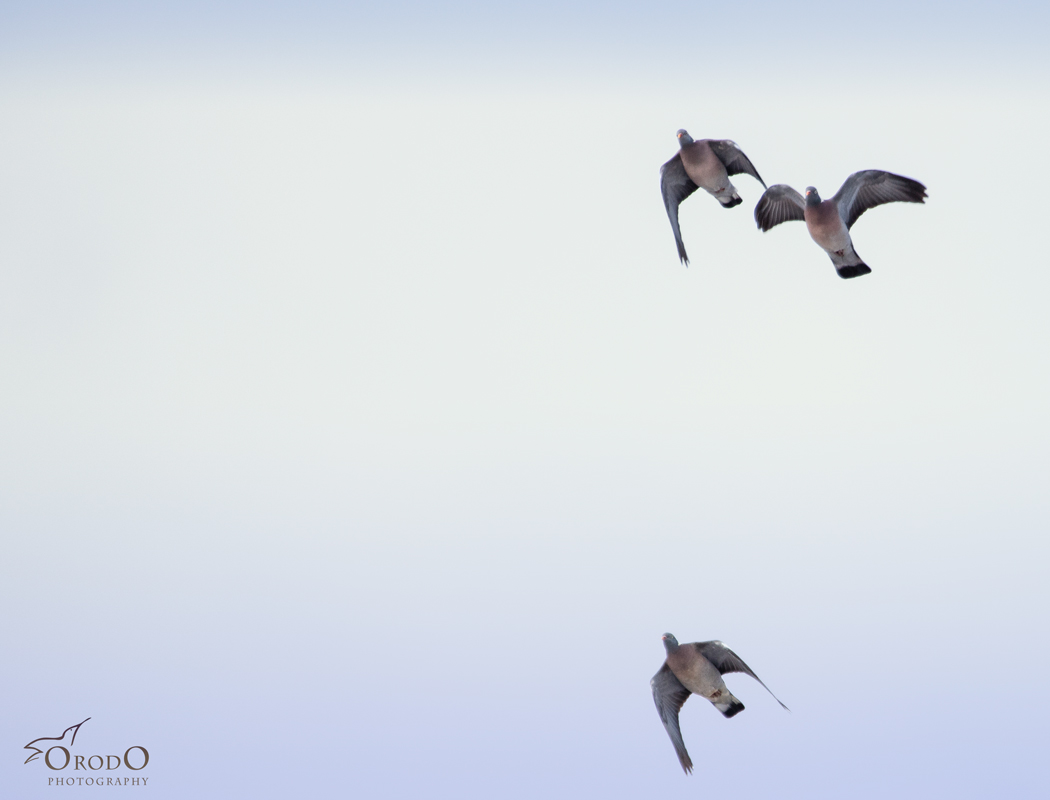 Common Wood Pigeon