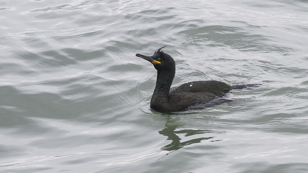 European Shag