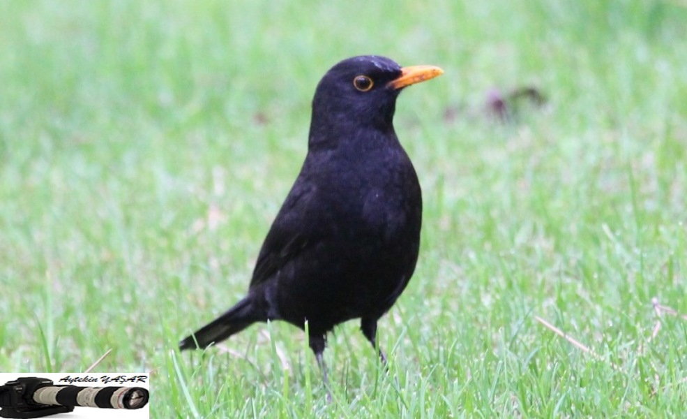 Common Blackbird