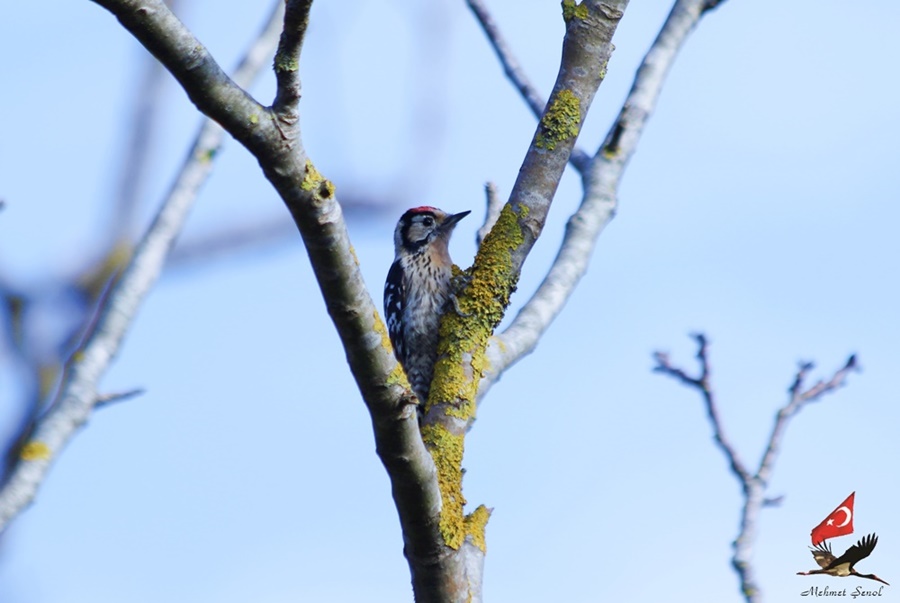 Lesser Spotted Woodpecker