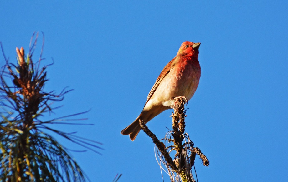 Common Rosefinch