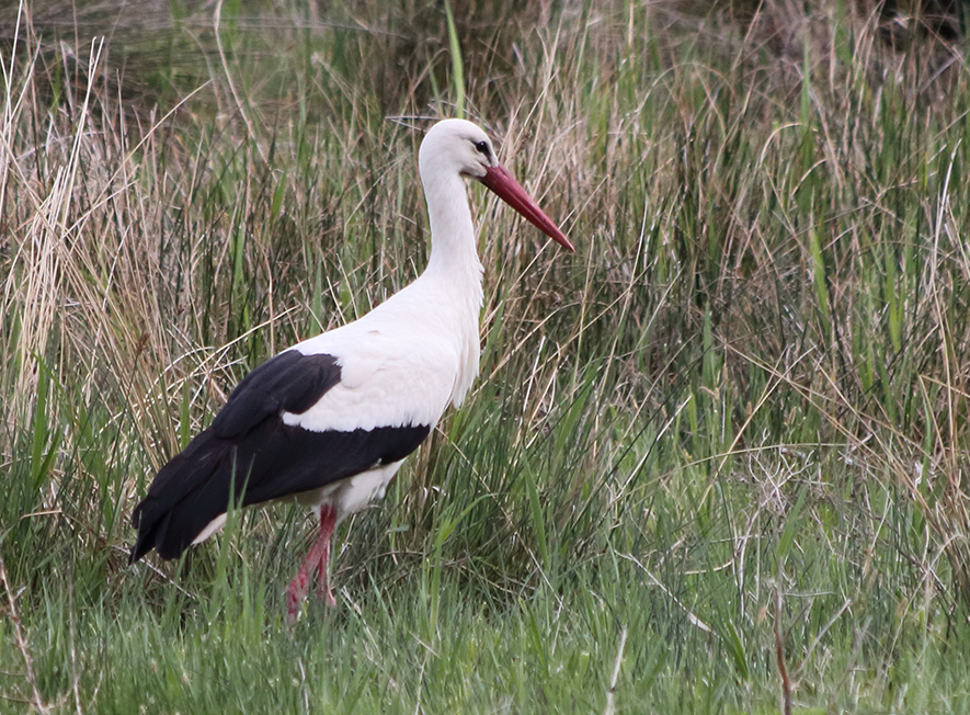 White Stork