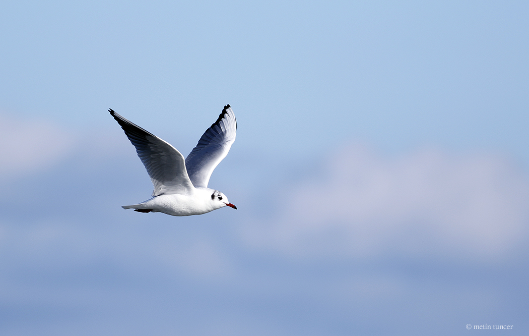 Black-headed Gull