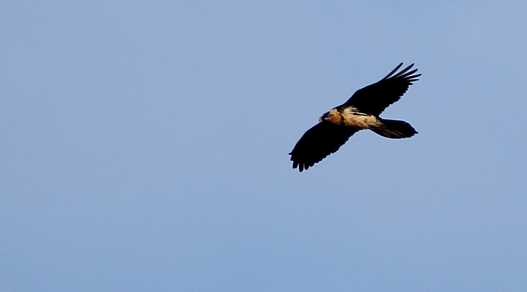 Bearded Vulture