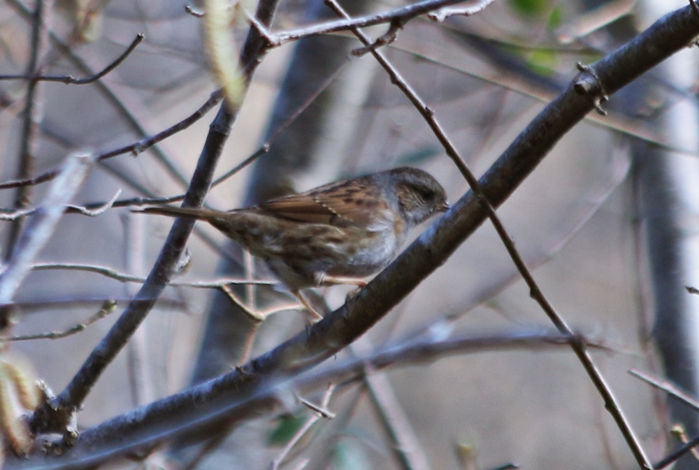 Dunnock