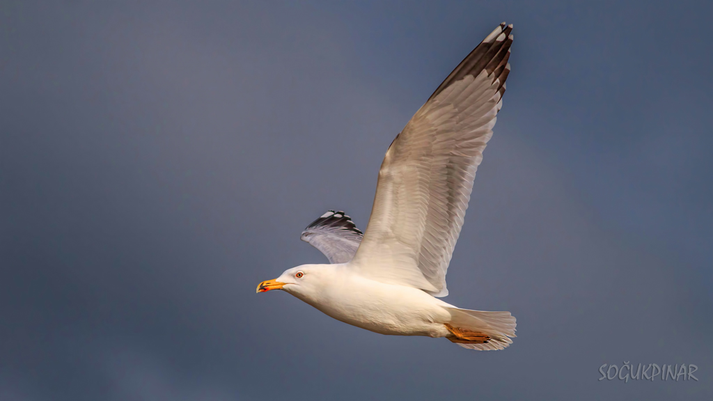 Yellow-legged Gull