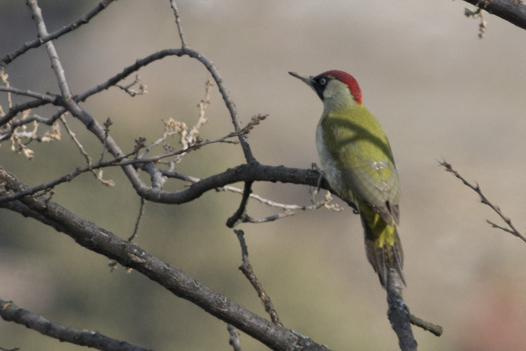 European Green Woodpecker
