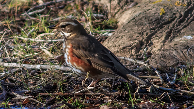 Redwing